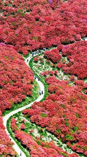葛城山つつじ16年の開花と見頃はいつ ロープウェイの混雑具合は お役立ち 季節の耳より情報局