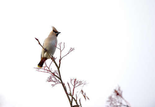 Waxwing (Bombycilla garrulus)