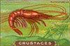 crustacés 5