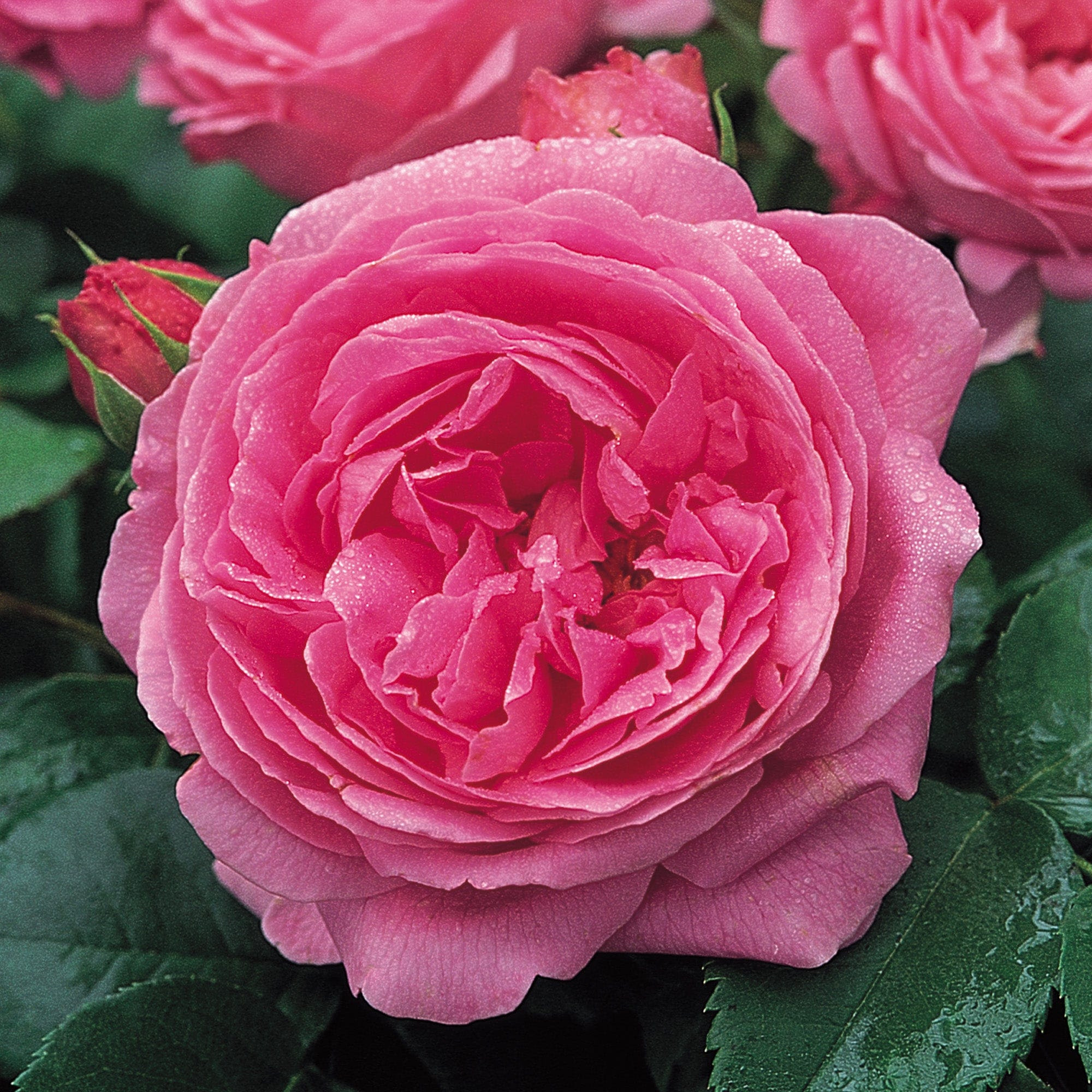 Louise Odier Old Rose David Austin Roses