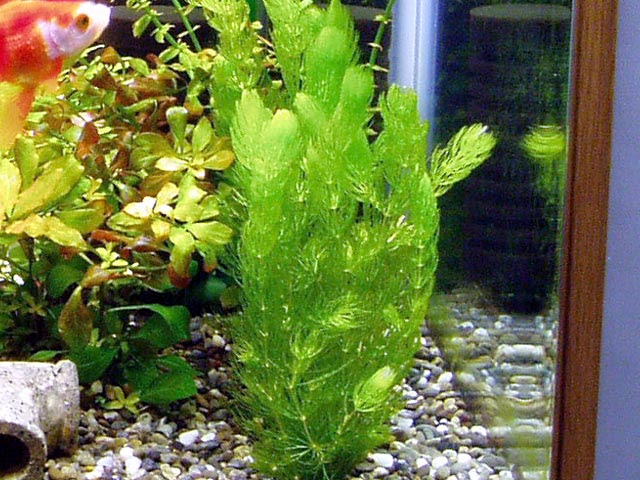我が家の金魚たち 金魚と水草の相性