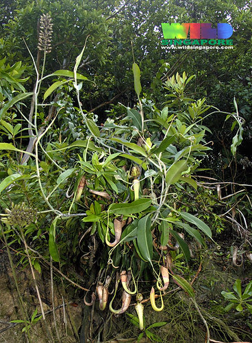 Raffles pitcher plant (Nepenthes rafflesiana)
