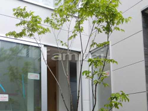 施工例 高石市 植栽工事 シンボルツリー アオダモ 落葉樹 植栽シンボルツリー アオダモ 落葉樹 植栽