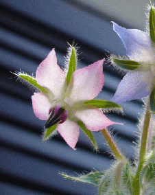 花 ボリジ 4月13日の花と花言葉 ボリジ 魅る魅るガーデニング