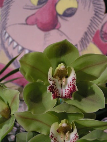 orchids4