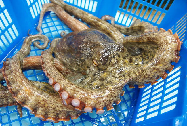 今入荷している主な 明石昼網物 年内の地方発送 年内の地方発送は12日27日 月 が最終発送となります 但し焼き鯛は除く 毎日 店主自ら浜へ出向きセリで直接買付ます 水揚げは天候等に左右されるので 魚は必ず入荷があるとは限りません