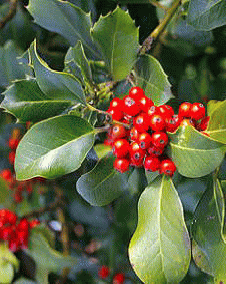 花 クリスマスホーリー 12月25日の花と花言葉 クリスマスホーリー 魅る魅るガーデニング