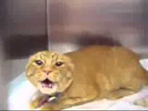 Le chat le plus m chant du monde -