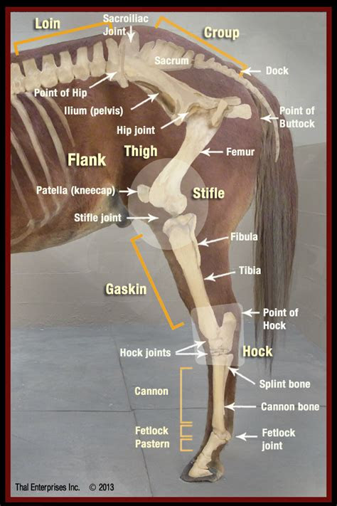 Workout diagram about calves reduction for slim leg. Lameness, Severe, Cannot Support Weight on Limb - Horse Side Vet Guide