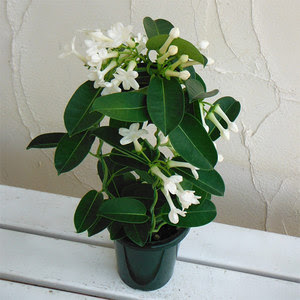 ま の鉢 鉢植え 季節のお花の上手な育て方