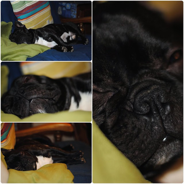 Griffin, bouledogue français