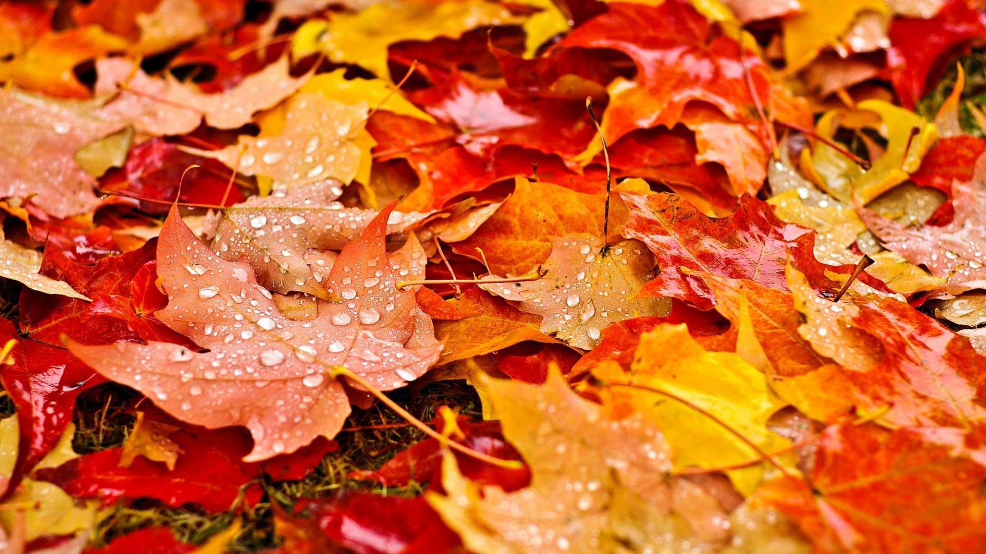 Fall Wallpaper Backgrounds With Pumpkins 55 Images