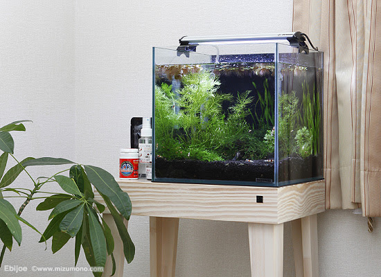 第4回 水槽のセッティングについて その1 楽しくなる シュリンプ飼育の基礎知識 熱帯魚のことなら みずものコム