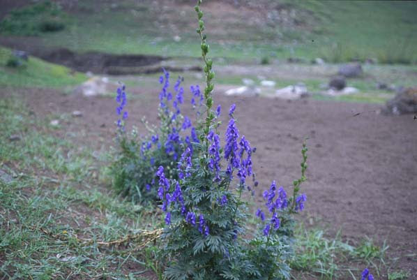 内モンゴル 呼和浩特より北へ約１５０ｋｍ 北京の旅の写真展 00 8 2 11 植物 サイコ 風が強いために草丈２０ｃｍ位 内モンゴル サイコの採集風景 内モンゴル サイコ 草丈５０ｃｍ位 万里の長城 ワレモコウ 花の穂が少し