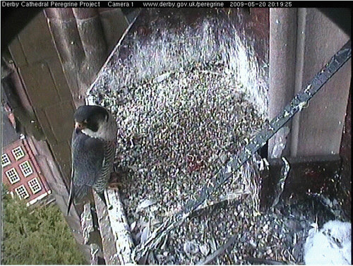 Derby Peregrines ringed chicks 3