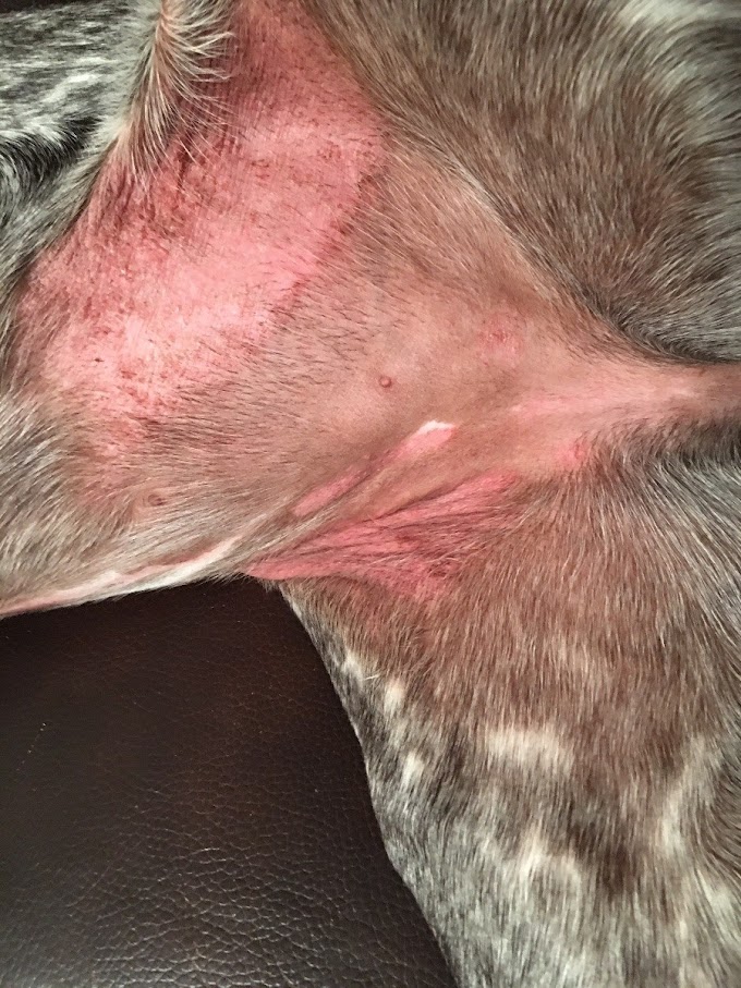 Skin Cancer On Dogs Belly / Home Remedies for Dog's Red Spots? | ThriftyFun / Skin cancer is one of the most common types of cancer.