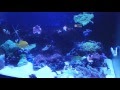 Brown Hair Algae Reef Tank
