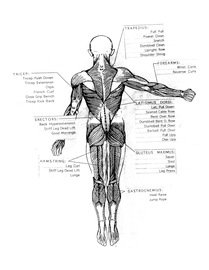 Basic Muscle Chart Free Download