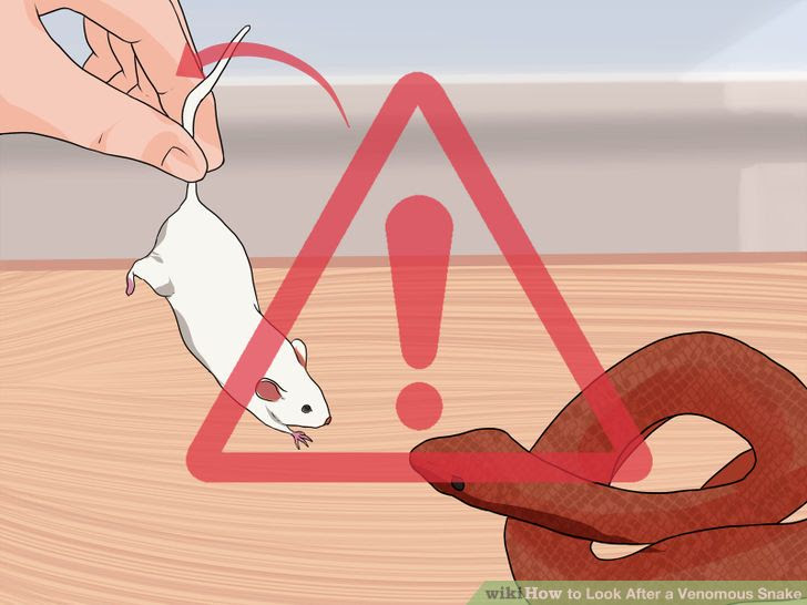 Look After a Venomous Snake Step 11.jpg