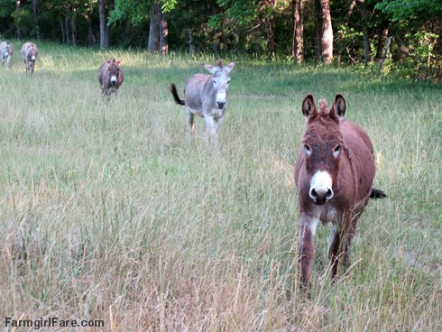 Donkeys heading in for happy hour - FarmgirlFare.com