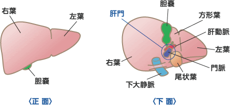 肝臓入門講座 みんなの肝臓 患者さま ご家族の皆さま ミノファーゲン製薬