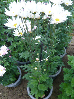 切り花菊の栽培方法 菊の育種 種苗販売 イノチオ精興園