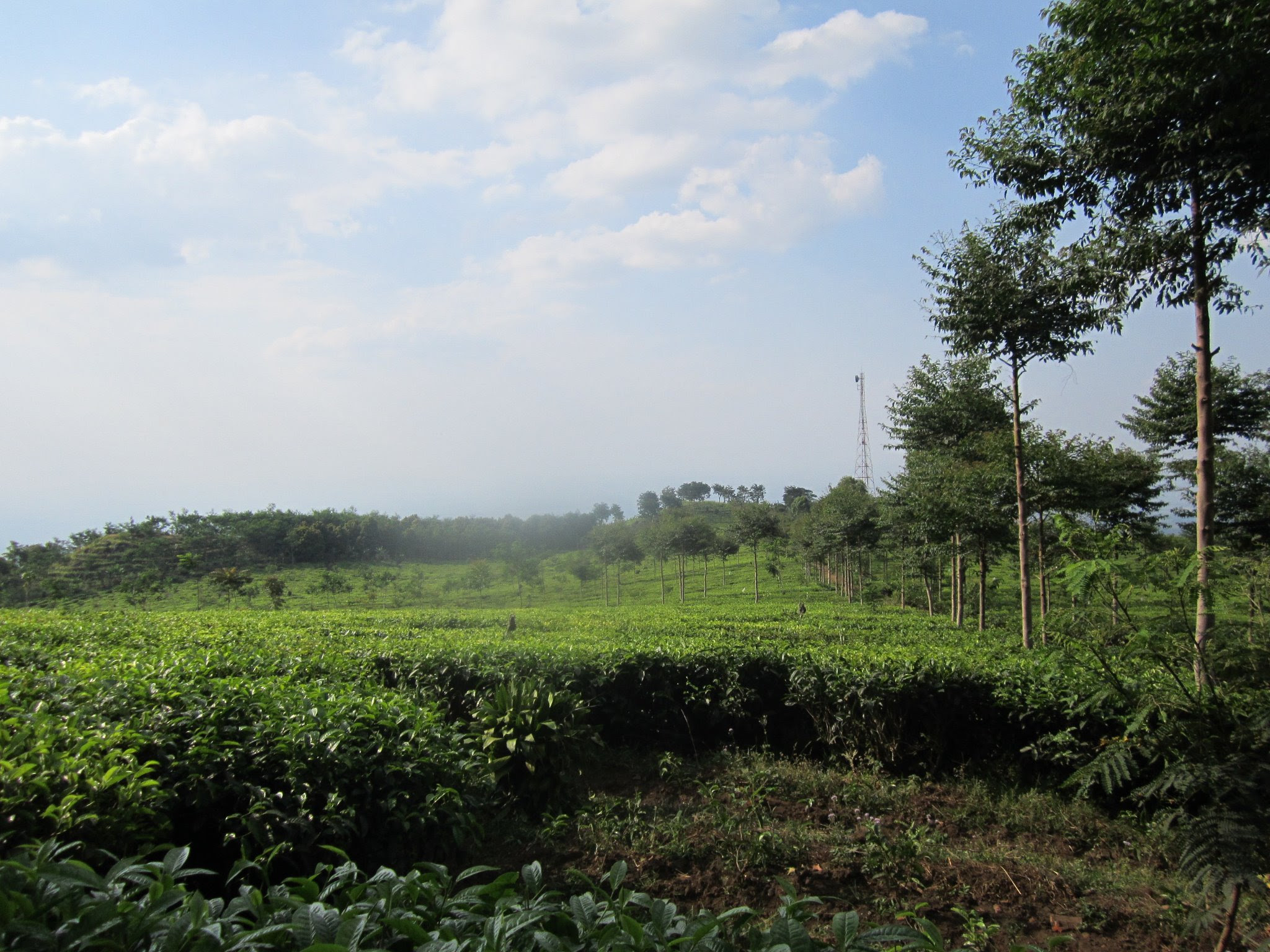 Kebon teh jamus (sila landak)-jawa timur  Sulist Manaf