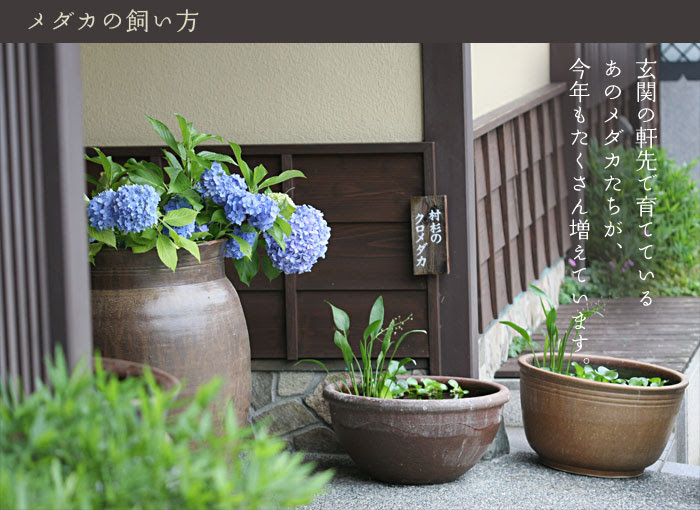 メダカの飼い方 屋外の睡蓮鉢に水草を入れてクロメダカを飼う簡単な方法 産卵飼育まで