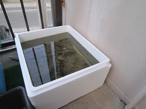 タナゴの繁殖に向けての飼育準備 川魚の採集 飼育ブログ 長崎 佐世保 佐賀