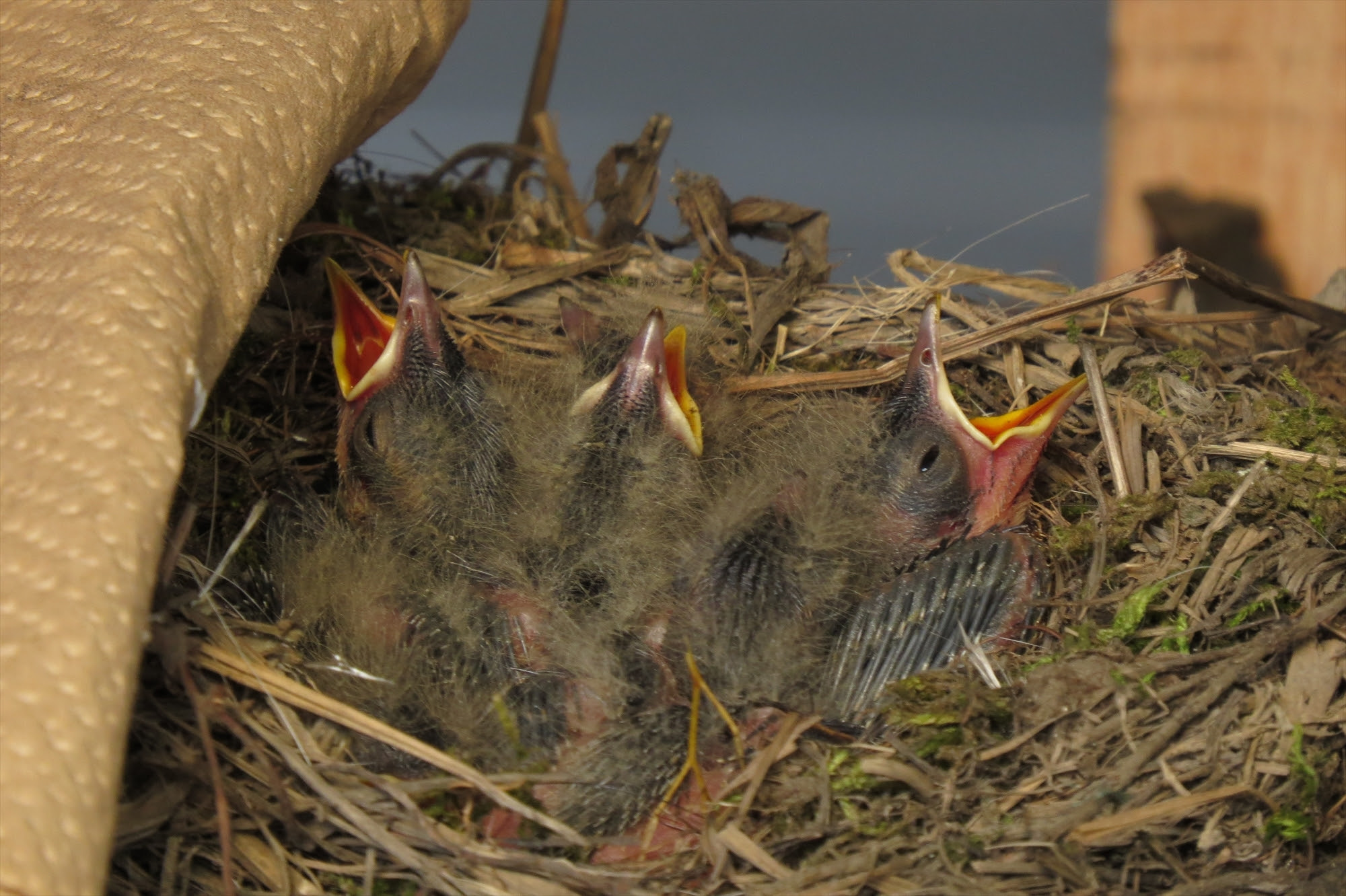 野鳥 只見町ブナセンター