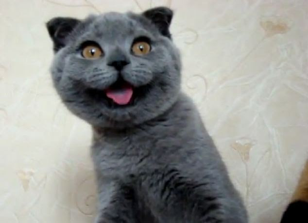 Pele real: O gato é tão bonito, alguns têm especulado que é realmente animatrônico