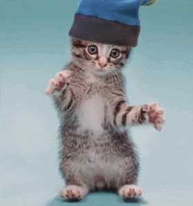 dancingcat2 COLAJ