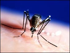 mosquito