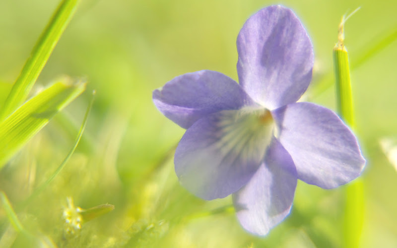 恋愛運アップに効くお財布の色 花風水