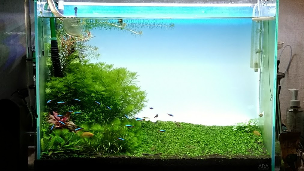 Ada Light Screen ライトスクリーン Part2 りりりゅのブログ