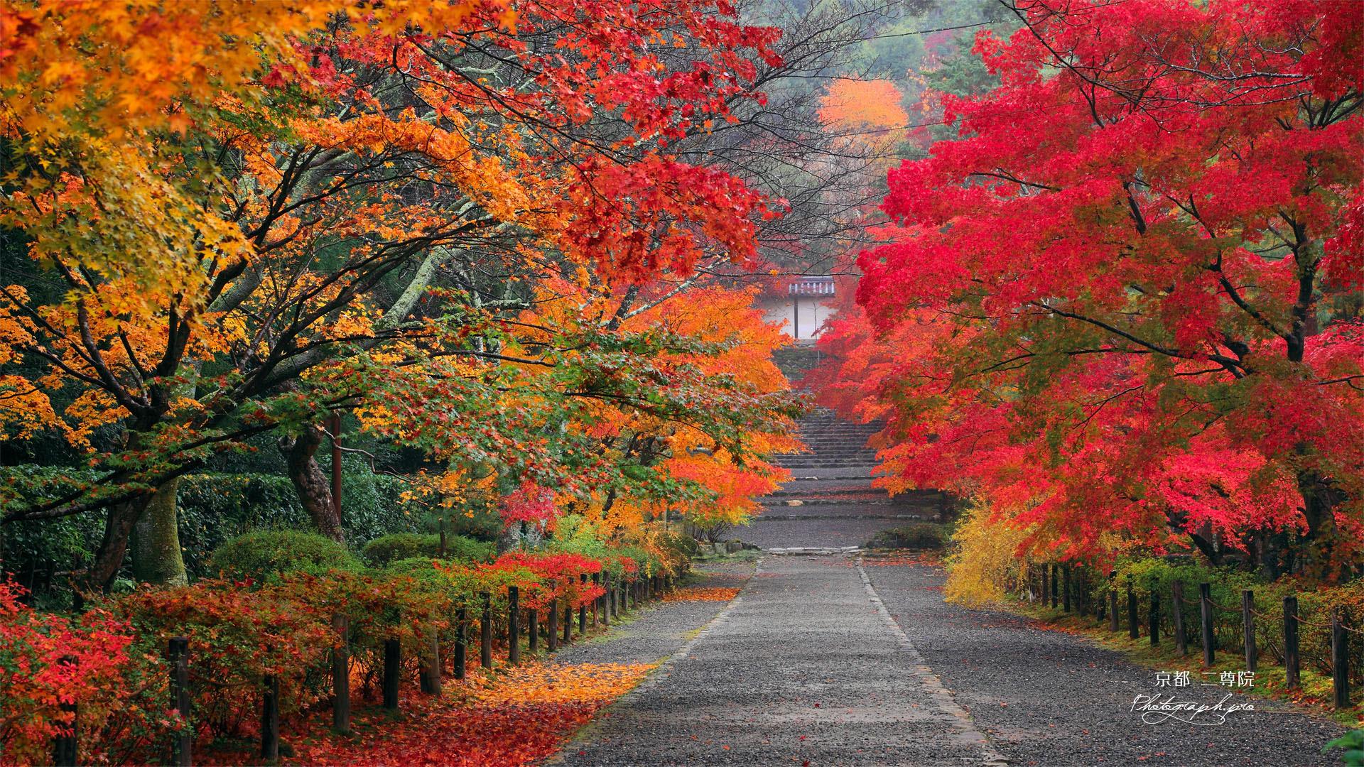 二尊院の紅葉の馬場 の壁紙 19x1080
