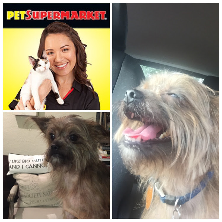 Animal Rescue of South Florida | Adopt | Foster | Donate