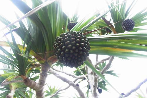 タコノキの実 ビヨウタコノキ 軽井沢 ジャムこばやし