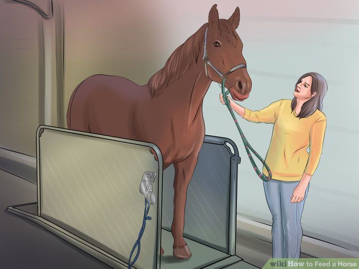 Feed a Horse Step 7 Version 2.jpg