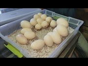 facts management How to Prep and Care for Snake Eggs!