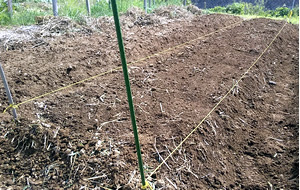家庭菜園 マルチとトンネルを掛けよう