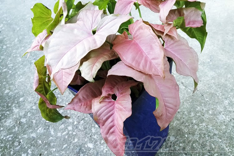 シンゴニウムの植替え 思ってたより地味なピンクシンゴニウム ダイソーのスクエア鉢 青 を使って派手に なおかつ 豪華に見えるテク