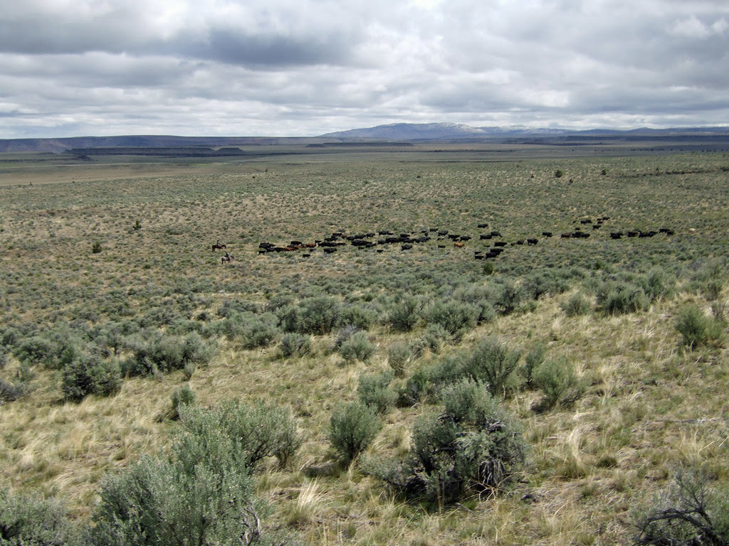 Gathering the Krumbo Field