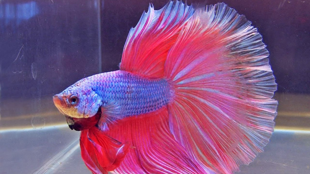 Betta Fish Fighting