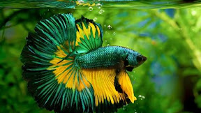 Discover the Beauty of Rare Betta Fish Colors: A Guide to Stunning and Unique Varieties