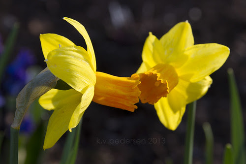 daffodil kiss
