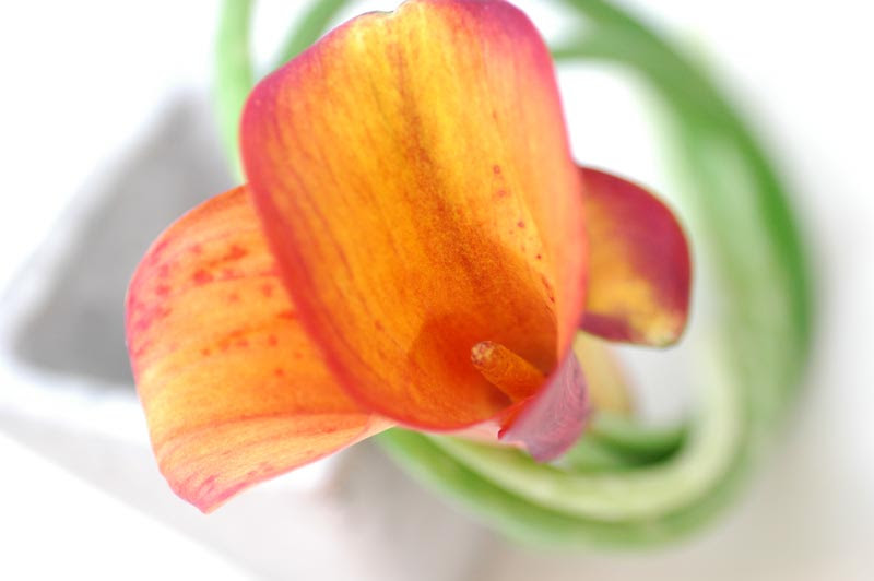 カラー ブレイズ オレンジ 花の図書館