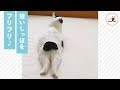25 ++ 尻尾 の 短い 猫 262457-尻尾の短い猫