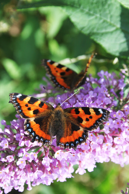 butterfly bush