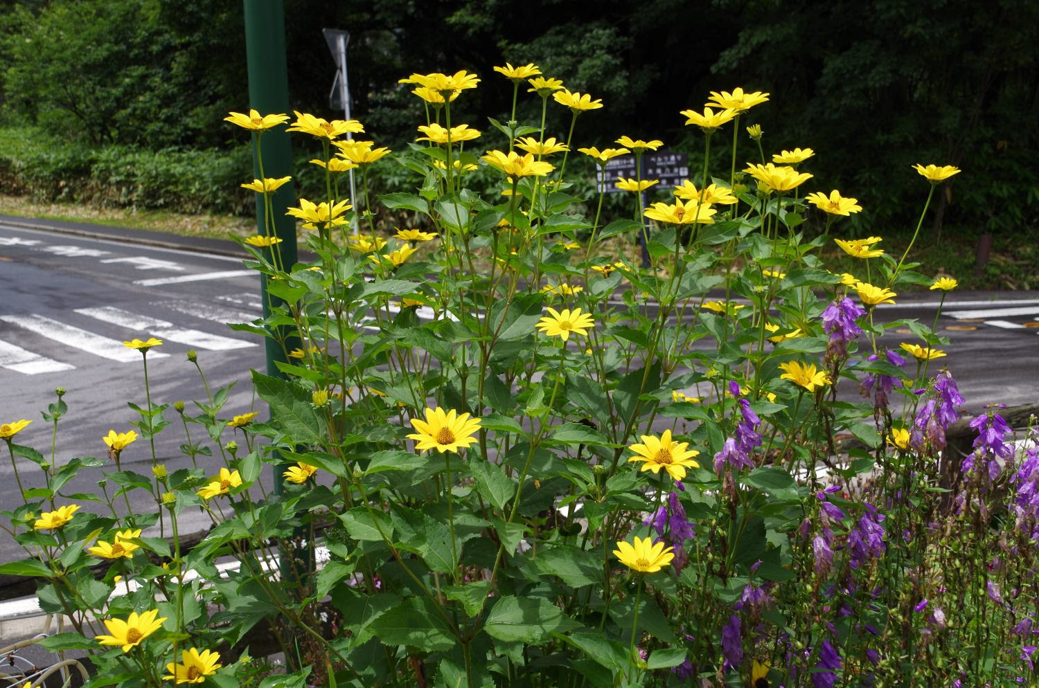 キクイモモドキ 菊芋擬き キク科キクイモモドキ属 草津温泉 草津スカイランドホテル 公式